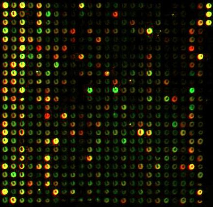 Hierarchical Clustering R Microarray