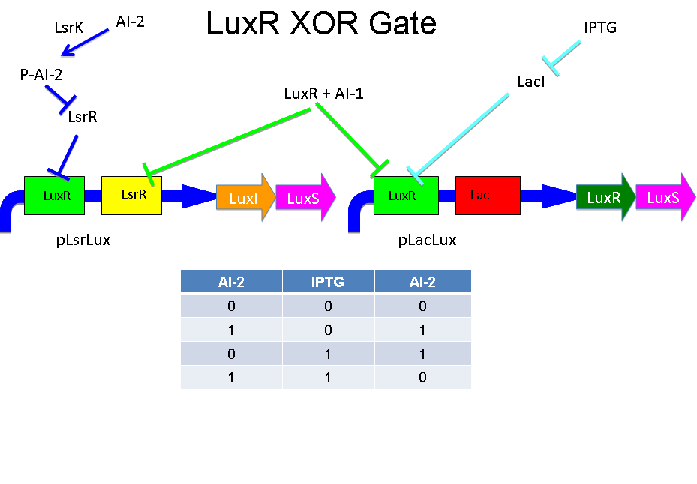 LuxR XOR.PNG