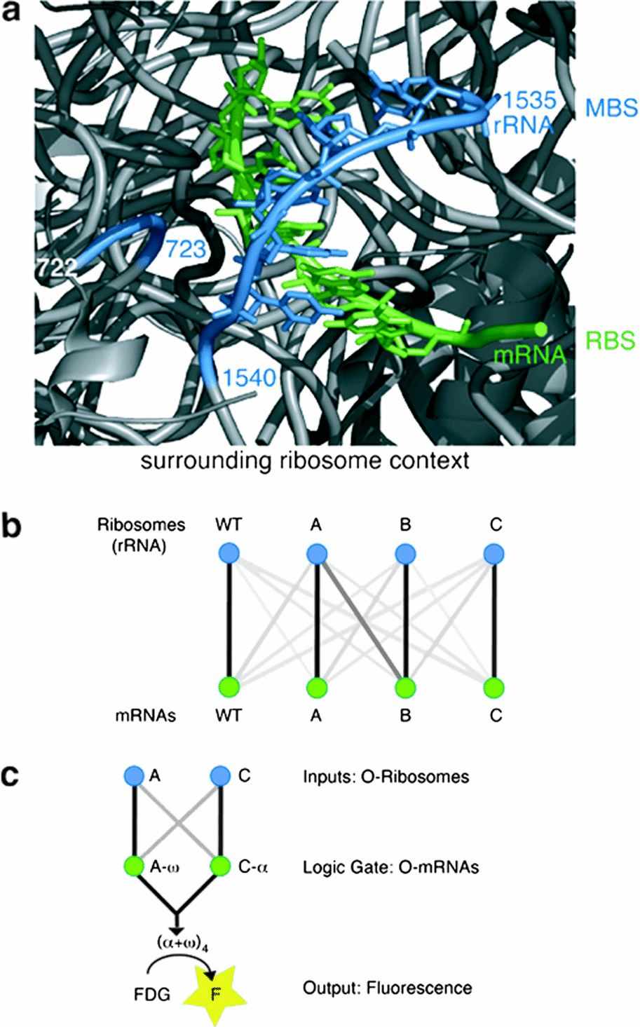 O-ribosome fig 1.jpg