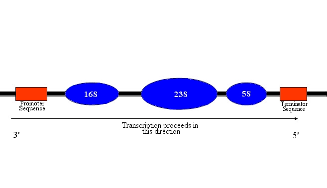 Diagram operon.jpg