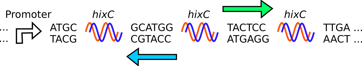 The segment of DNA is inverted