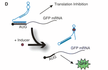 Design fig 1d.gif