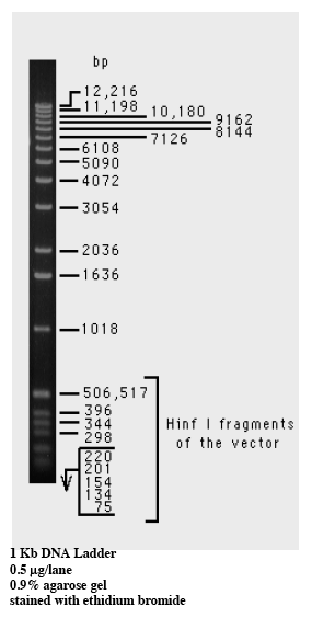 DNA molecular weight marker gel.png