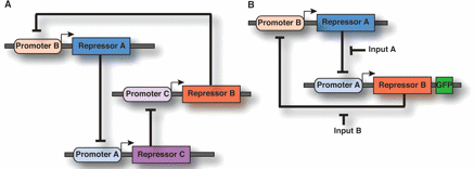 Synthetic oscillators and switches.