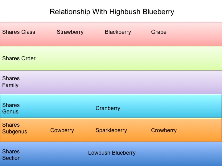 BlueberrySlide1.jpg