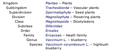 Taxonomy Blueberry.jpeg