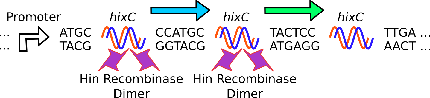 A dimer of Hin proteins attaches to each HixC site
