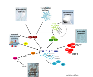 Diagram of pathways