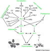 Diagram of pathway from 