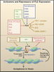 Diagram of pathway from Yamaguchi et al., 2005