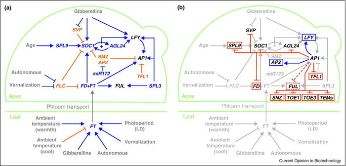 Ferrier Pathway.jpeg