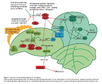 Diagram of pathway from Amasino, 2010