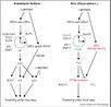 Diagram of pathway from Izawa et al., 2003