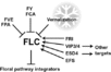 Diagram of pathway from 