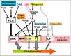 Diagram of pathway from He and Amasino, 2005 