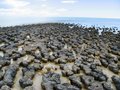 3337292-Stromatolites-at-Hamelin-Pool-Shark-Bay-0.jpg