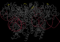 Cre recombinase tetramer1.png