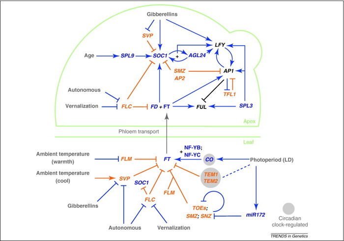 Wellmer and Riechmann Pathway.jpeg