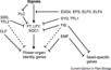 Diagram of pathway from Sung et al., 2003