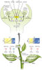 Diagram of pathway from Taiz and Zeiger, 2010 