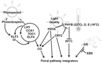 Diagram of pathway from Boss et al., 2004