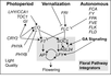 Diagram of pathway from Ballerini and Kramer, 2011 