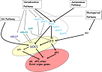 Diagram of pathway from Farrona et al., 2008 